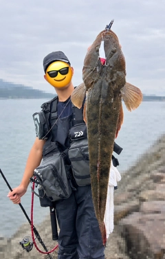 マゴチの釣果