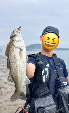 スズキの釣果