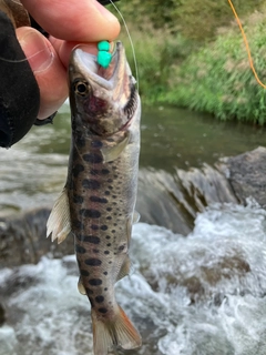 ヤマメの釣果