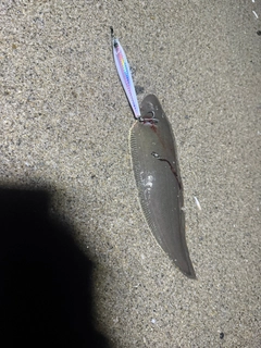 ウシノシタの釣果