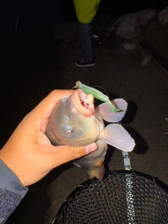 コイの釣果