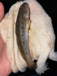 マハゼの釣果