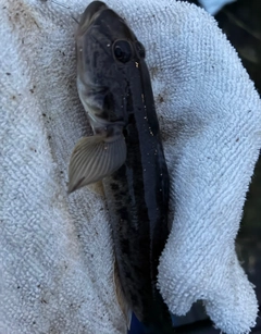 マハゼの釣果