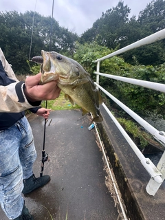 ラージマウスバスの釣果