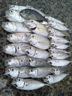 マアジの釣果
