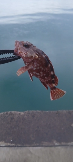 カサゴの釣果