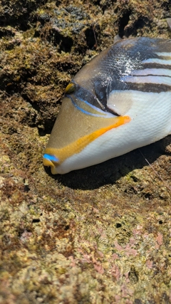ムラサメモンガラの釣果