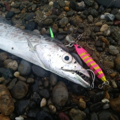 タチウオの釣果
