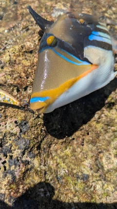 ムラサメモンガラの釣果