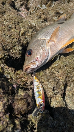 ヤマトビーの釣果