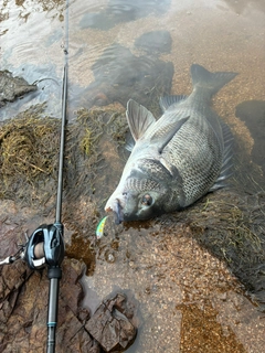 チヌの釣果