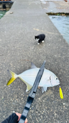 メッキの釣果