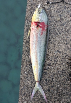 シイラの釣果