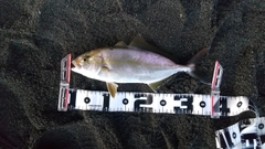 ショゴの釣果