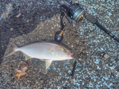ショゴの釣果