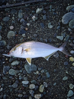 ショゴの釣果