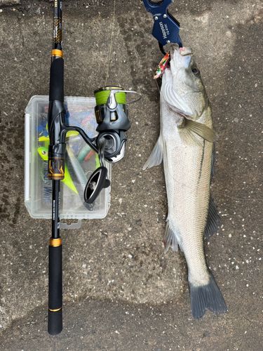 東京湾で釣れたスズキの釣り・釣果情報 - アングラーズ | 釣果600万件