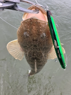 コチの釣果