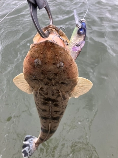 コチの釣果