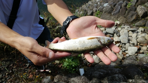 カワムツの釣果