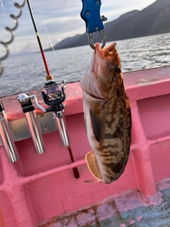 ホッケの釣果