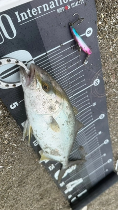 ショゴの釣果