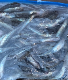 マハゼの釣果
