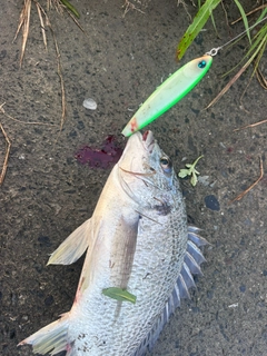 キビレの釣果