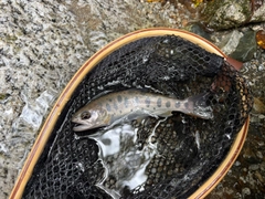 ヤマメの釣果