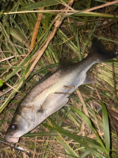 セイゴ（マルスズキ）の釣果