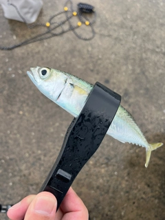 マサバの釣果