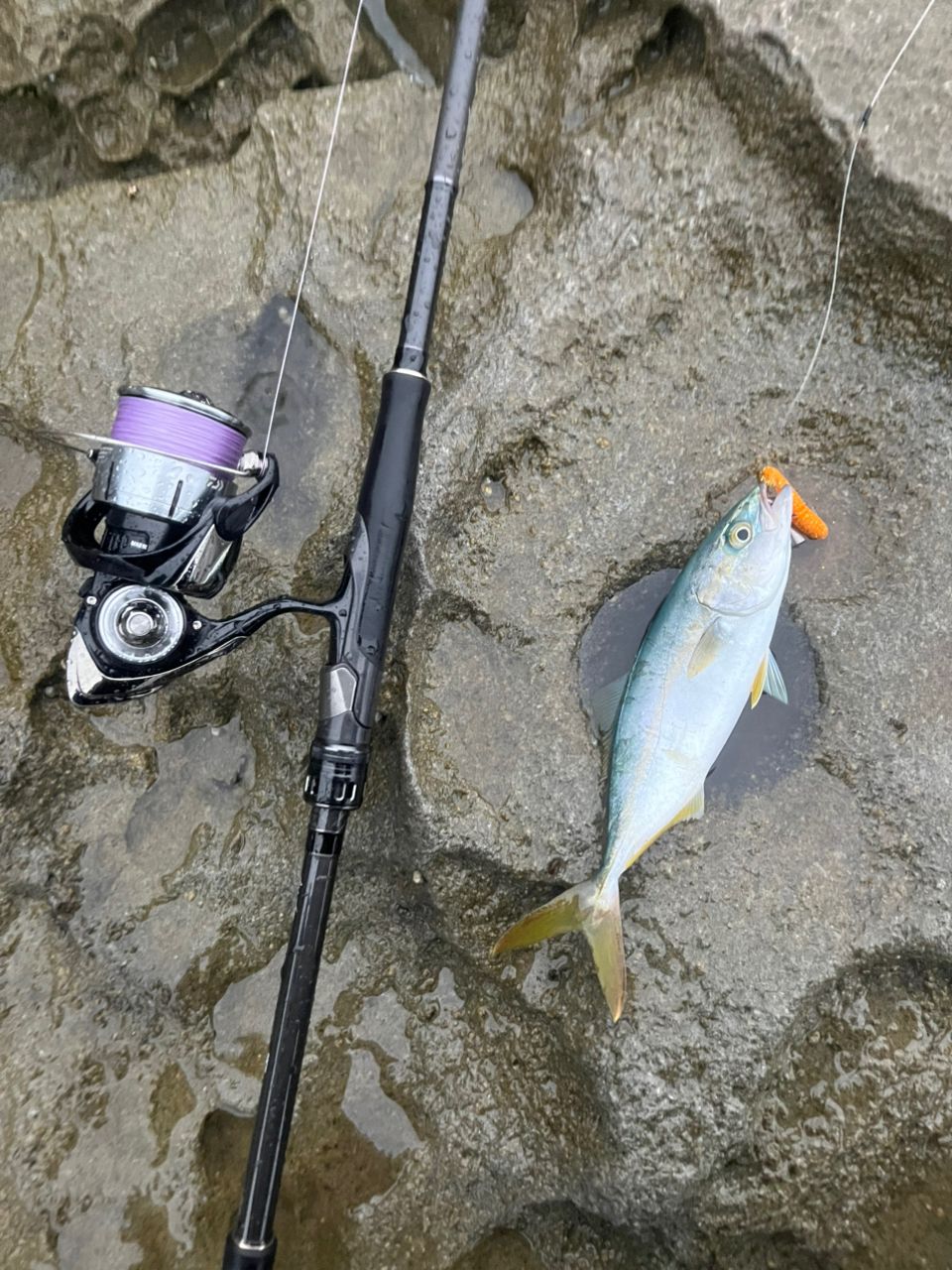 さか5150 さんの 2026年09月28日のツバスの釣り・釣果情報(京都府