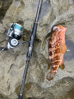 キジハタの釣果