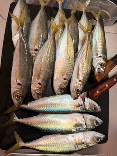 マアジの釣果