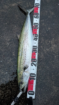 サワラの釣果