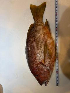 シブダイの釣果