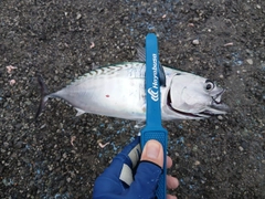 ソウダガツオの釣果