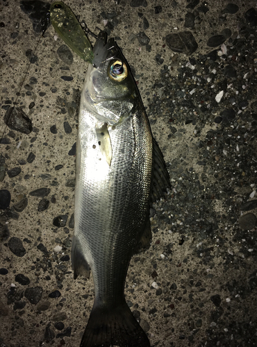 セイゴ（マルスズキ）の釣果