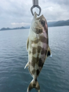 アイブリの釣果