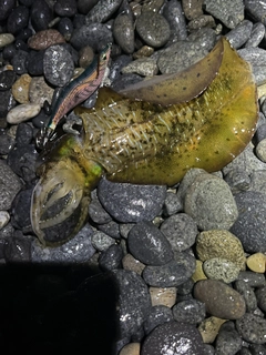 アオリイカの釣果