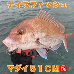 マダイの釣果