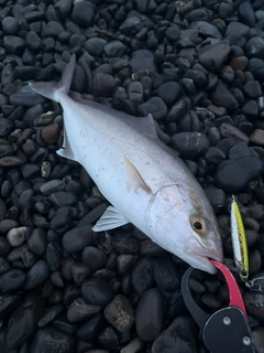 ショゴの釣果