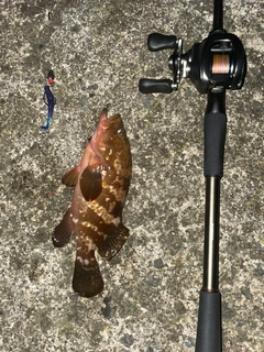キジハタの釣果