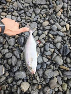 ショゴの釣果