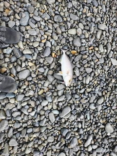 ショゴの釣果