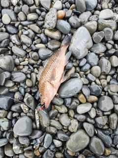 オオモンハタの釣果