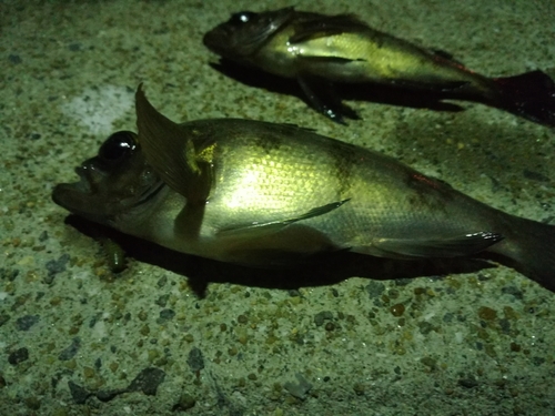 メバルの釣果