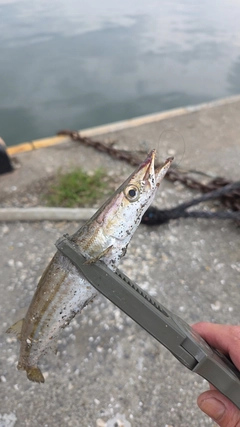 カマスの釣果