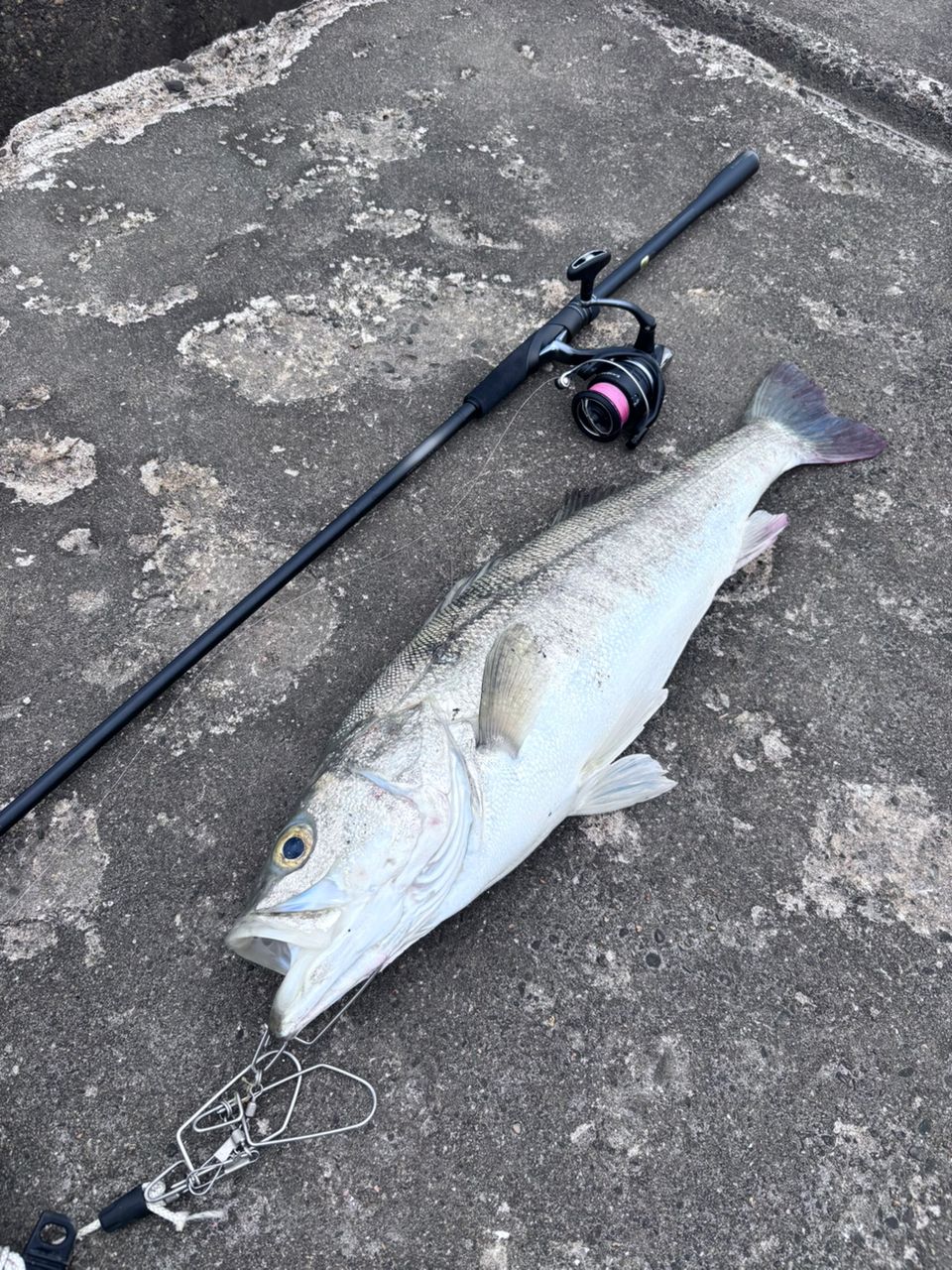 SHIMANO 23ディアルーナ S106MHの最安値・インプレ・釣果 | 本音の