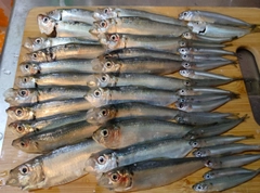 サッパの釣果